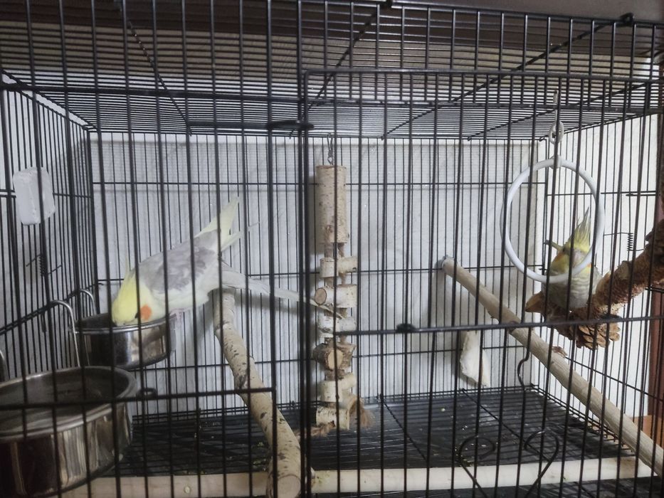 Продам пару Корелл