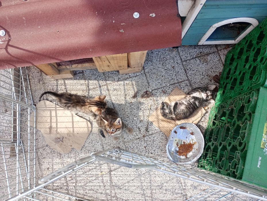 Подаряват се котенца