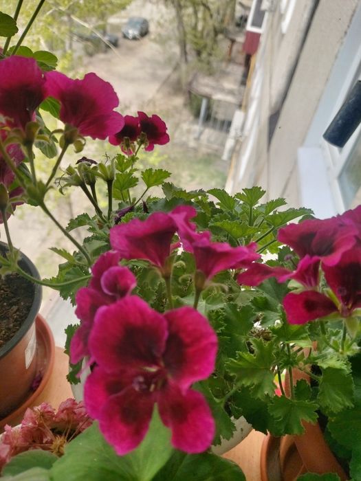 Продам пеларгонии