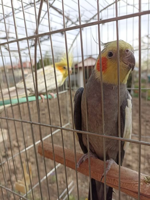 Хотел за папагали и други любимци