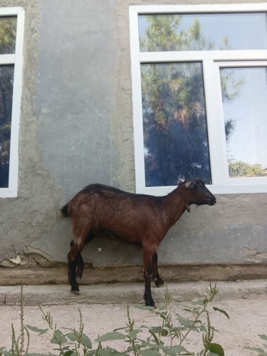 ZANEN.  Zotdor echki sotiladi.