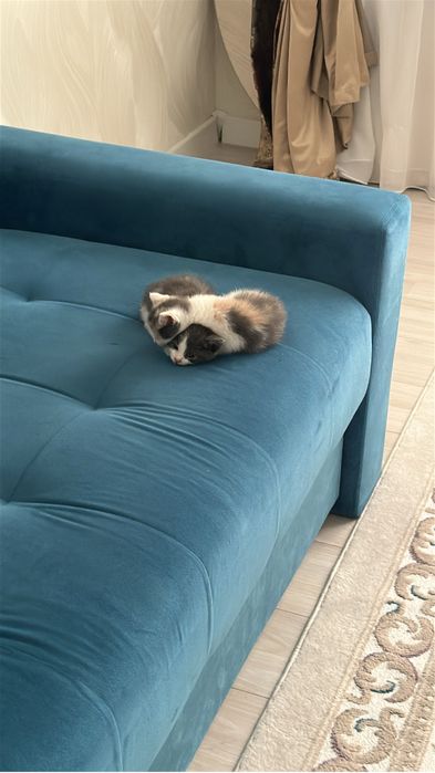 Милые котята в добрые руки