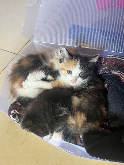 Котёнок маленький