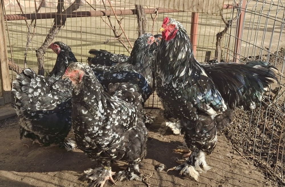 Vând ouă de incubat brahma negru bobat