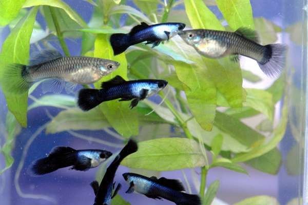 Гуппи Панда аквариумная рыбка