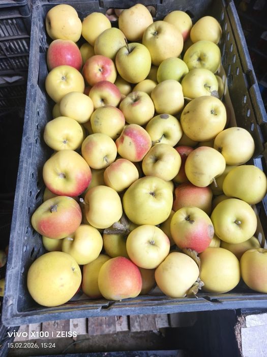 Яблоки Карэ и Американка