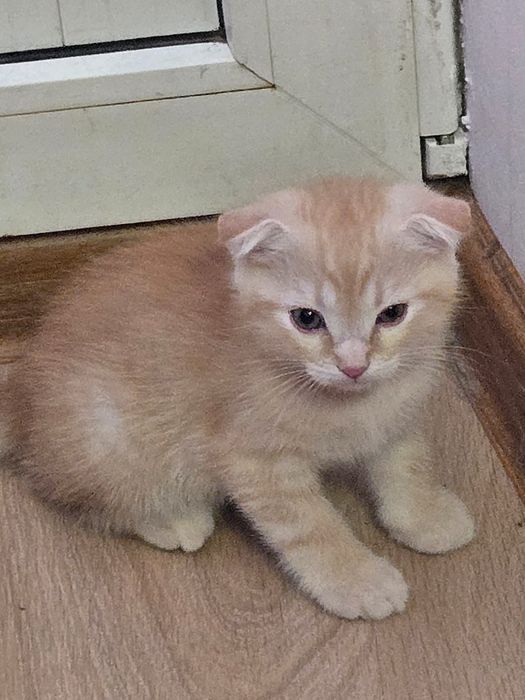 Породистые котята
