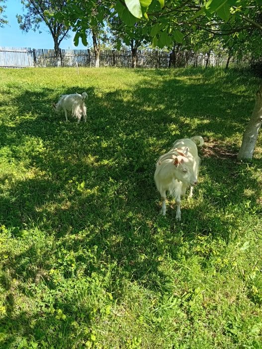 De vânzare  preț negociabil