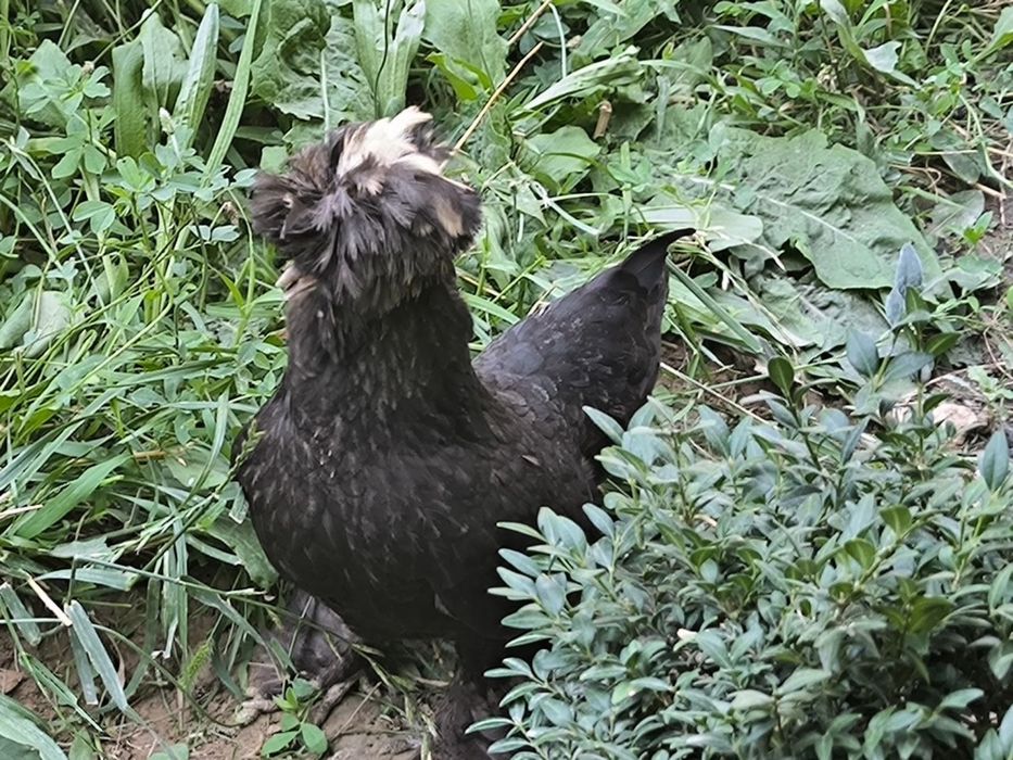 Yapon tovuqlar.    .