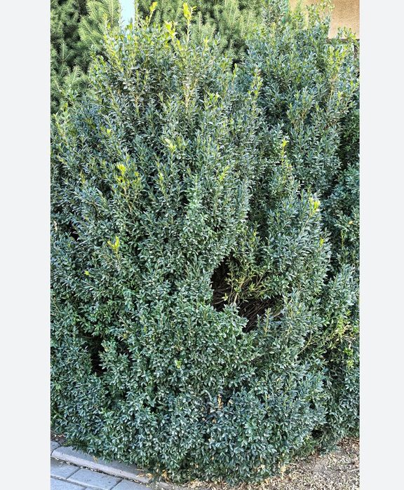 Көшеттің барлық түрі бар