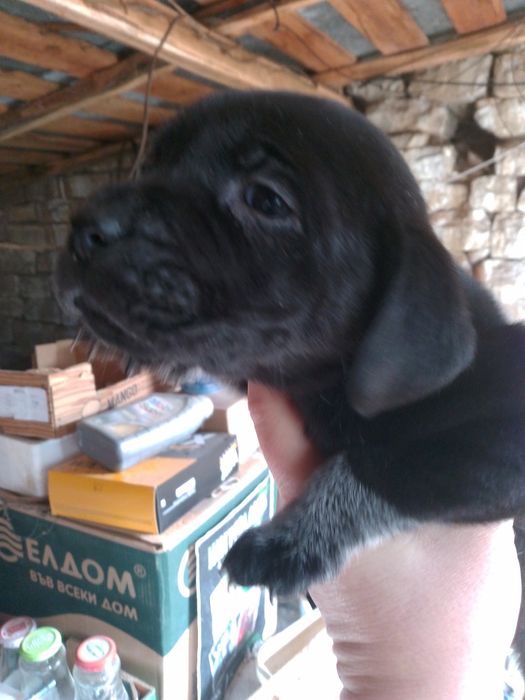 Кученца Курхаар от Руски родители