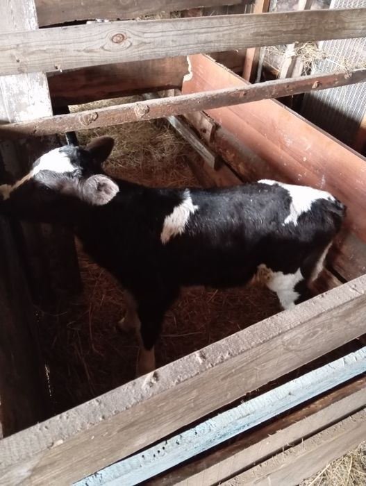 Продам телят 6/7 дней телочки
