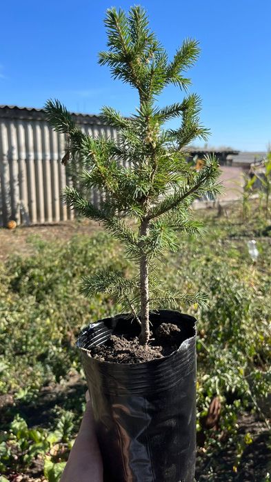 Ель Сибирская(Зеленая)