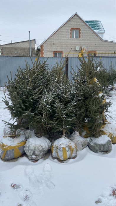 Сосна, елки в Актобе