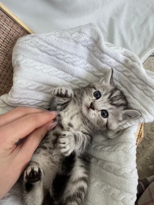 Котята ищут любящих хозяев!