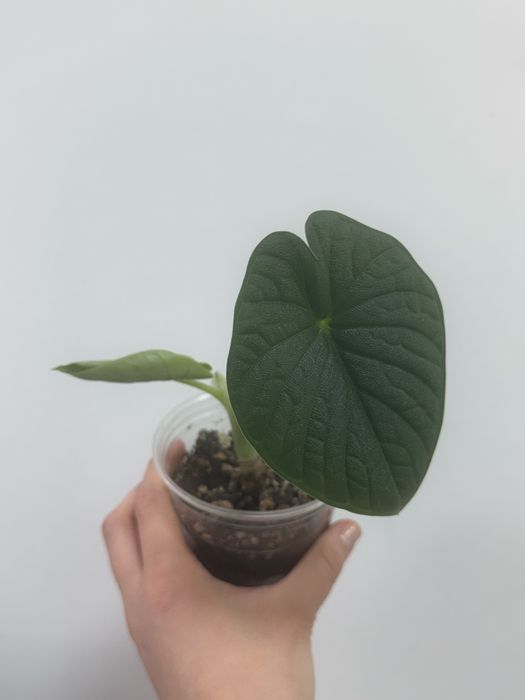 Алоказии мело и сильвер дракон (dragon scale)