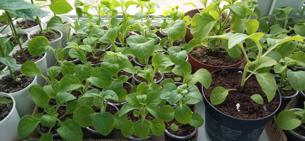 Продам рассаду недорого