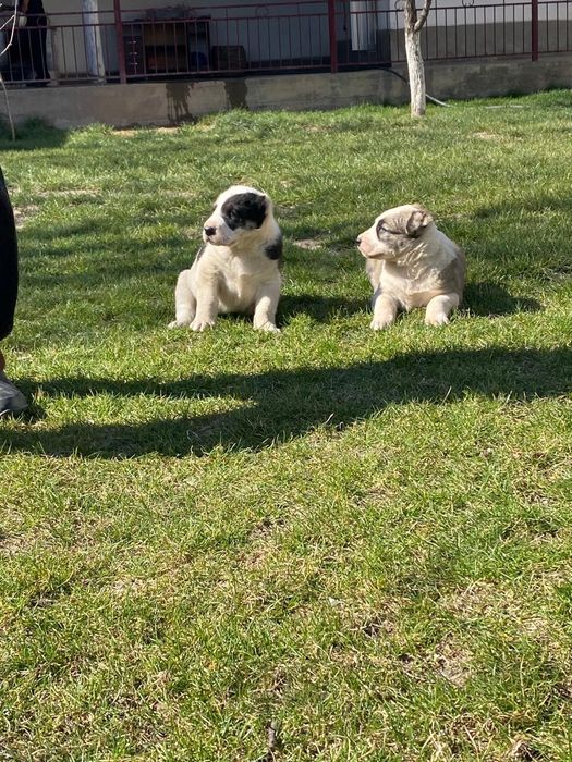 Кушык сатылады.   .