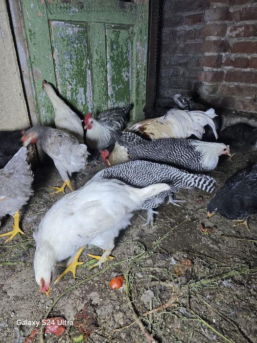 Млади селски петли