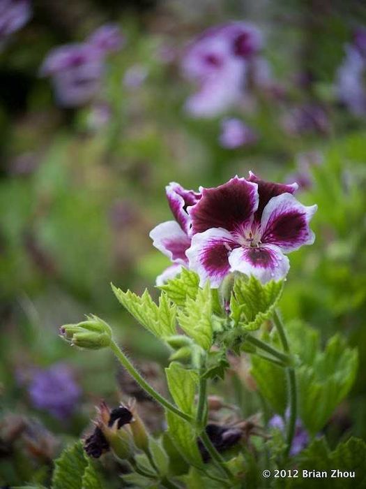 Pentax-110 70mm f/2.8 – Obiectiv rar pentru Micro 4/3 (Swirl Bokeh)