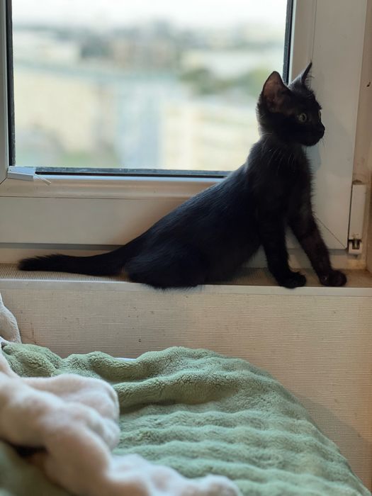 Кошечка Лилит ищет дом