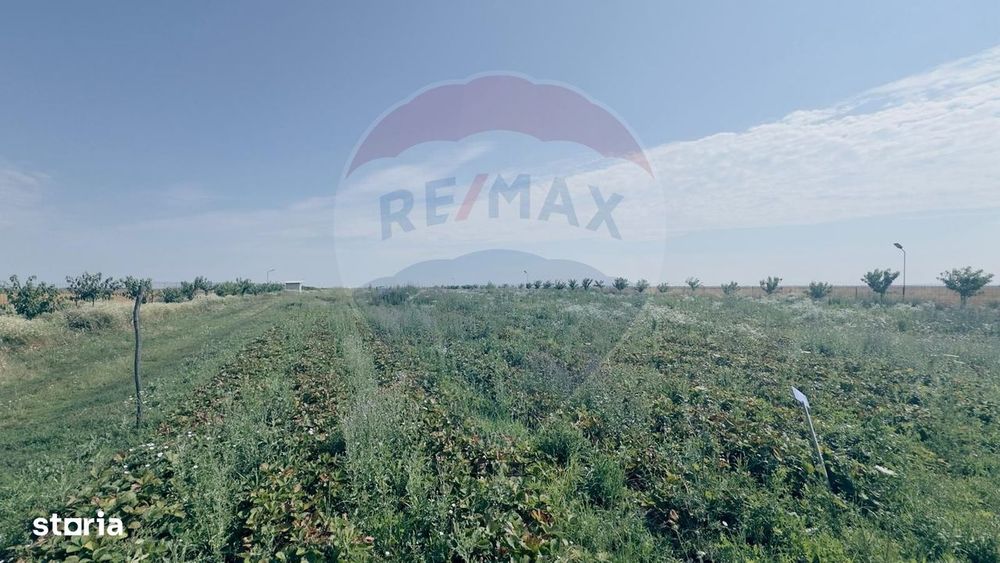 Teren agricol 16.750mp în Cârcea, imprejmuit, cultura capsuni, solarii