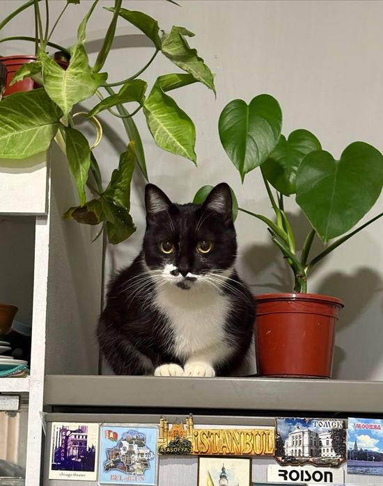 Отдадим кота в хорошие ручки