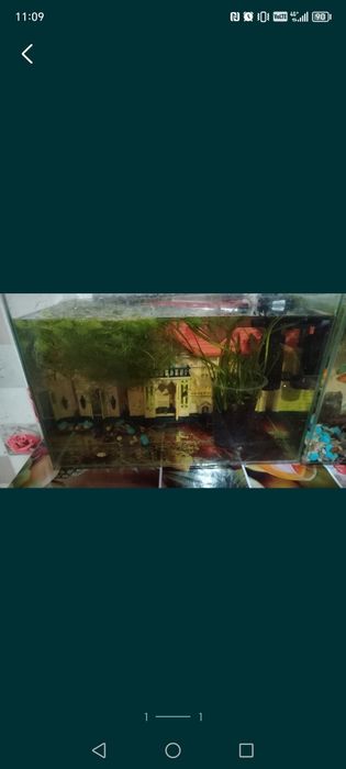 Аквариум с мальками