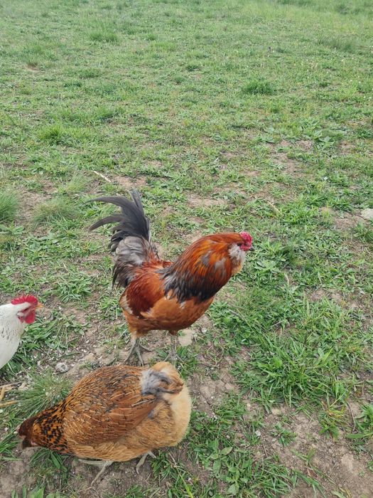 Cocosi tineri de rasă