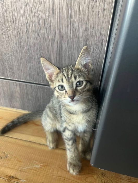 домашние котята.