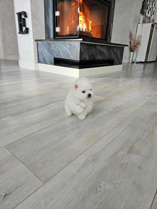 Pomeranian de vânzare