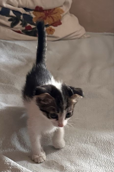 Котёнок 1,5 месяца деочка