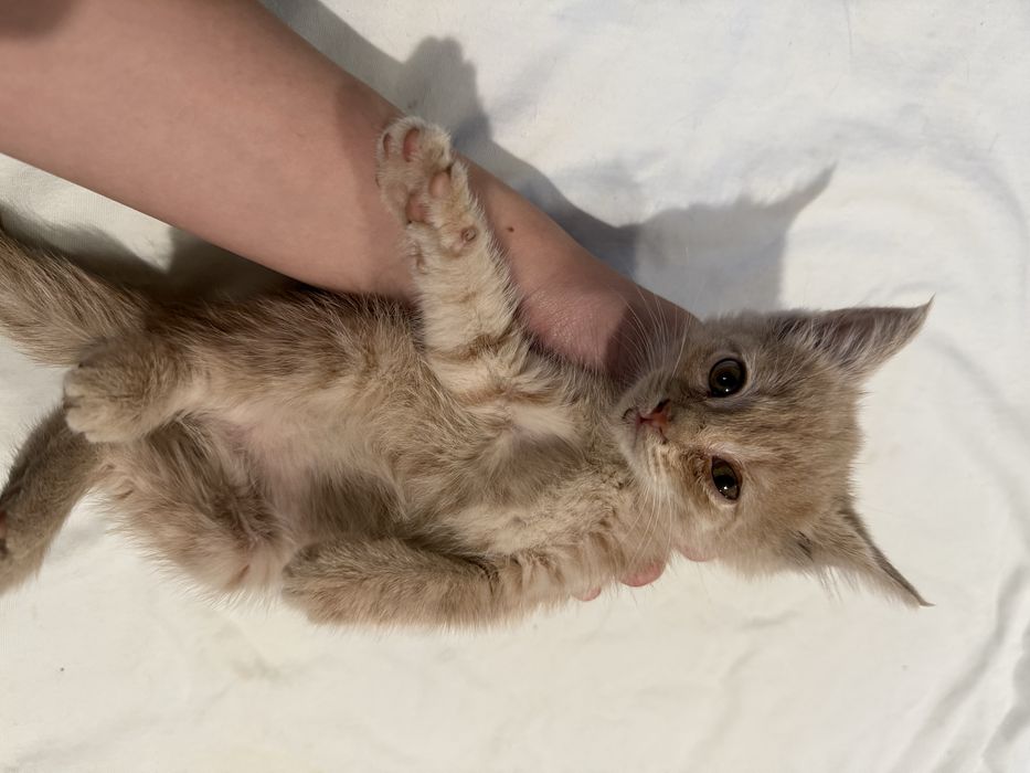 Отдам котят в добрые руки