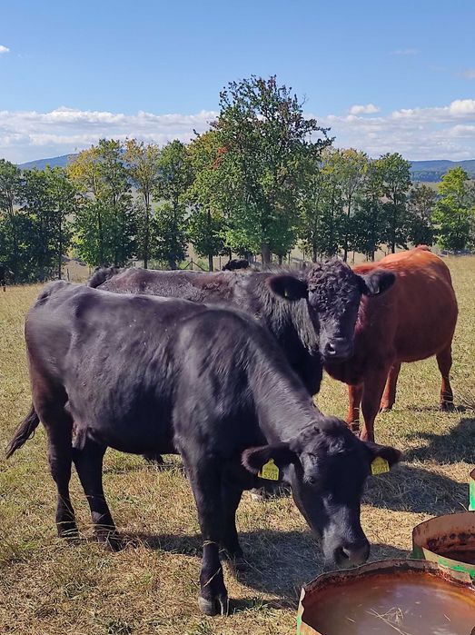 Se vând 8 juninci Angus cu certificat, foarte frumoase