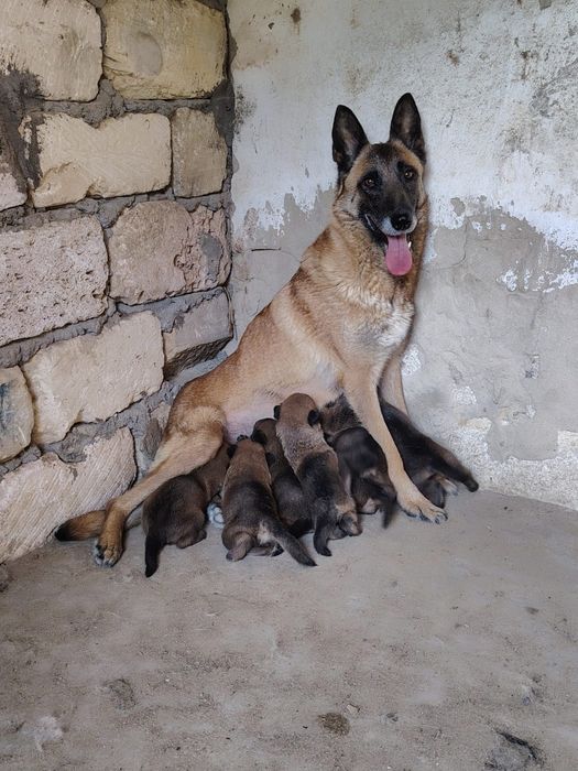 Белгиский овчарка