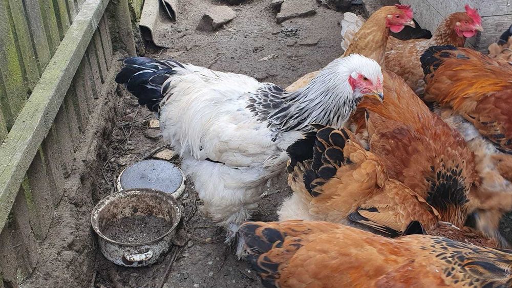 Cocoș de rasă Brahma de vanzare