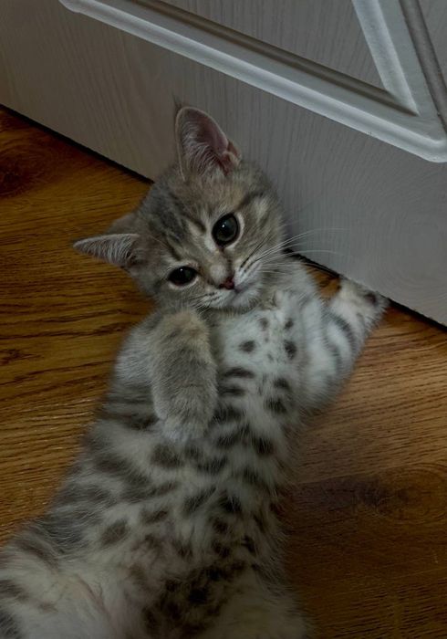 Шотландские котята Scottish Fold