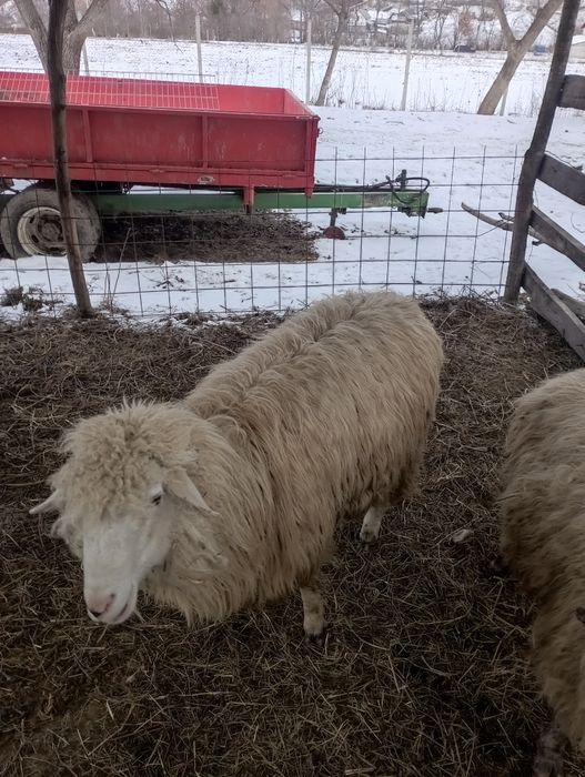 Vând berbec tânăr