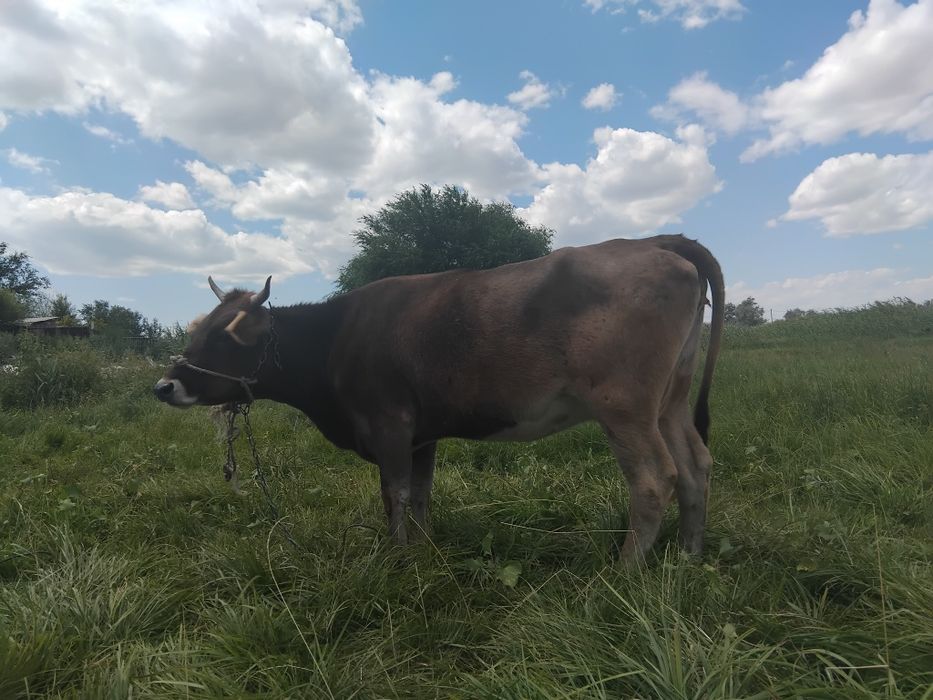 Продам Алатаускую корову