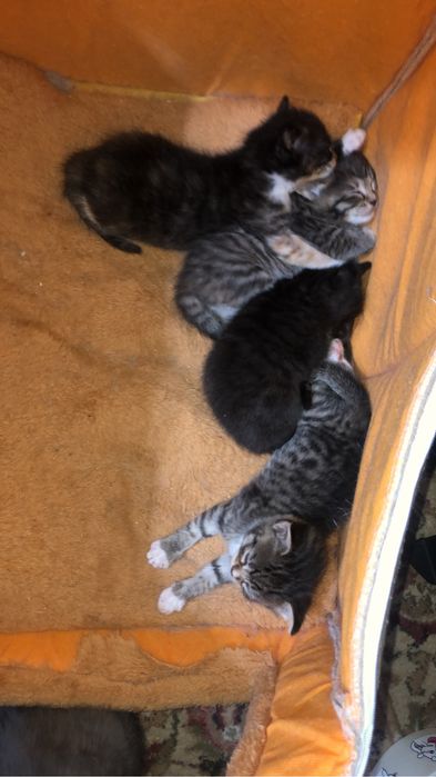 Котята шотландцы