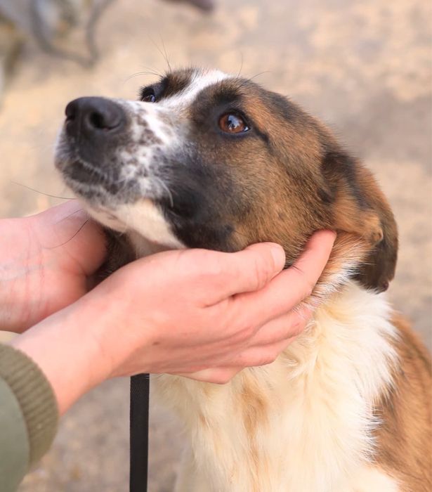 Коппер ищет дом…