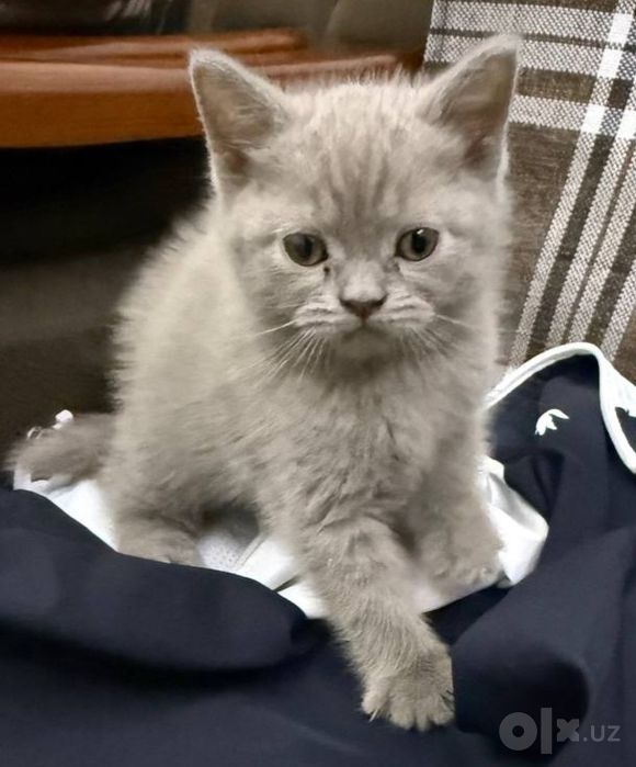 Продаётся котёнок скоттиш страйт