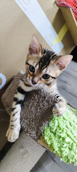 Продаются бенгальские котята