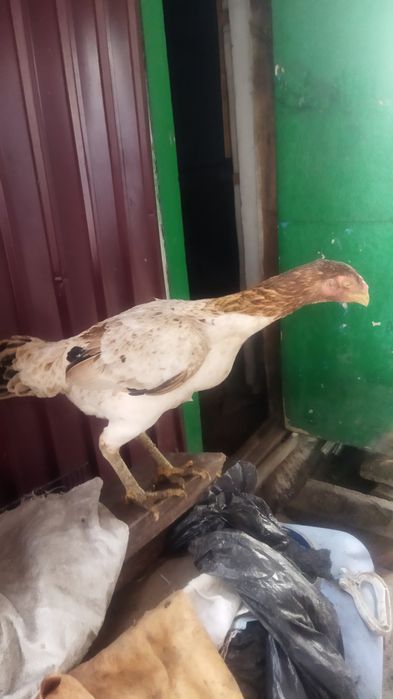 Кролики 11 месяцев 10000 куры