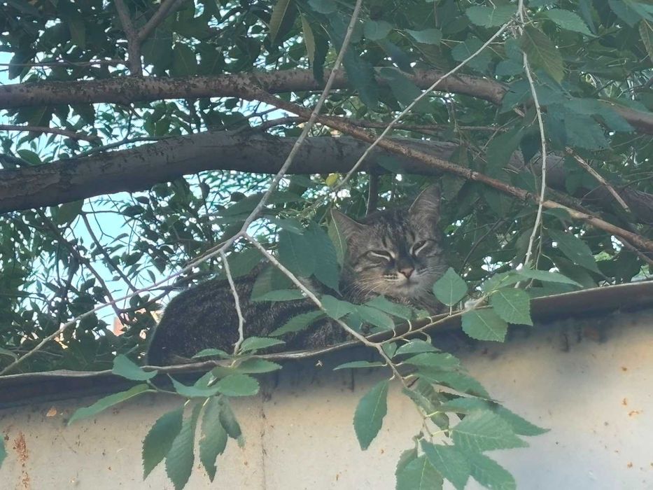 Кошка с котятами