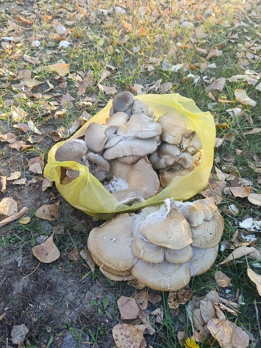 Продам грибы. Вешенки. Для жарки.