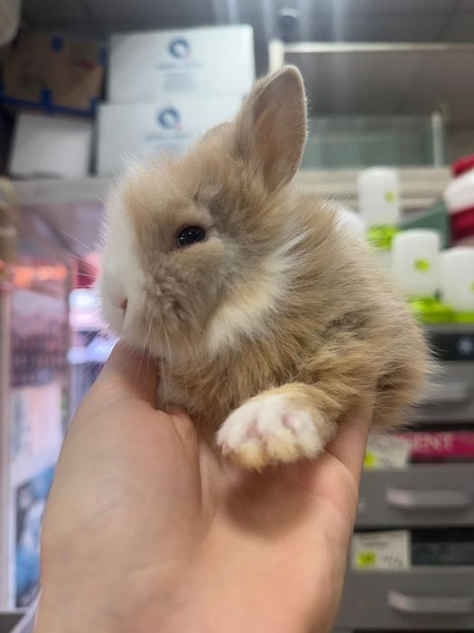 Iepuri pitici,  cap de leu minitoy, teddy