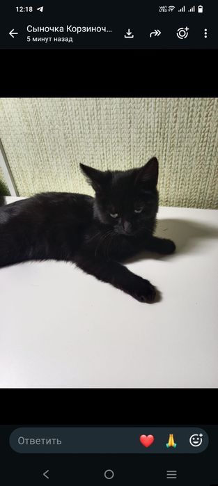 Отдам котенка мальчик