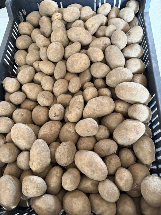 Cartofi rosii si albii