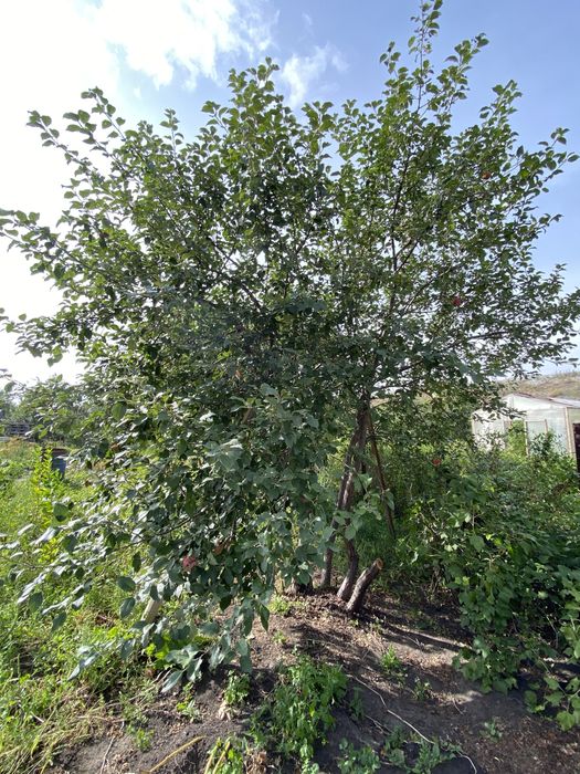 Продам дачу срочно